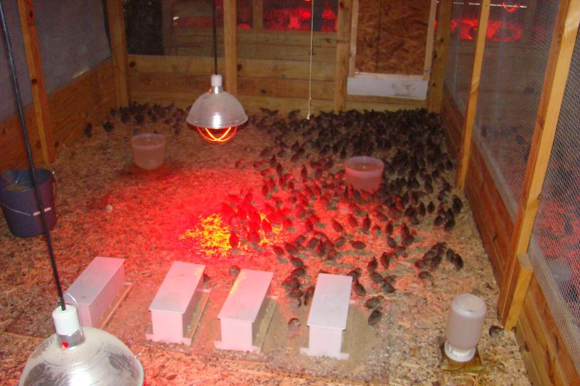 Meadows Quail Farm, Georgia Giant Bobwhite Hatching Eggs for sale