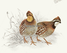 Georgia Giant Bobwhite quail eggs and breeding stock